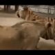Lion vs Tiger vs Bear Top 10 Craziest Animal Fights   Wild Animal Attacks