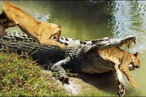 Lions attack Crocodile | Animal fight back Crocodile catch Lion Moments Of Underwater Battles