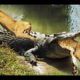 Lions attack Crocodile | Animal fight back Crocodile catch Lion Moments Of Underwater Battles