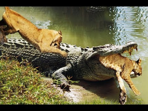 Lions attack Crocodile | Animal fight back Crocodile catch Lion Moments Of Underwater Battles