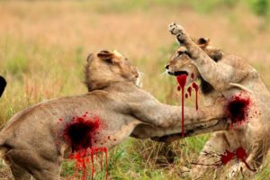 Lions kill lions - Fight to death for territory - Wild animals fights Best Compilation HD