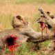 Lions kill lions - Fight to death for territory - Wild animals fights Best Compilation HD