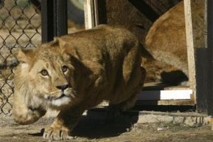 Lions rescued from Romanian zoo released into South African sanctuary