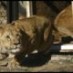 Lions rescued from Romanian zoo released into South African sanctuary