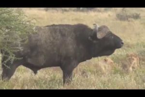 Lions vs Buffalo; Tanzania Safari highlights