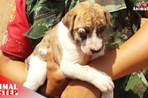 Little Puppy with Infected Eye Rescued