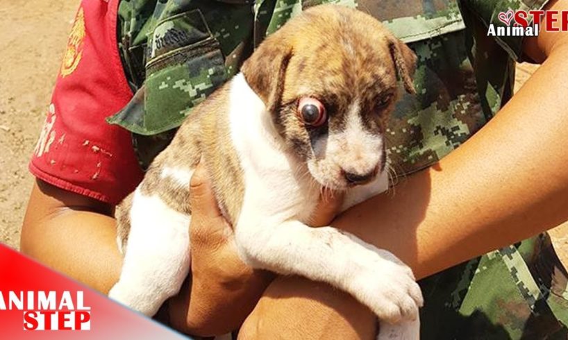 Little Puppy with Infected Eye Rescued