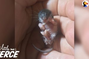 Littlest Baby Animal Grows Up To Be SO Cute | The Dodo Little But Fierce