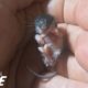 Littlest Baby Animal Grows Up To Be SO Cute | The Dodo Little But Fierce