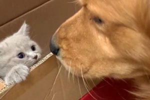 Lonely Golden Retriever Gets a Cute Kitten Friend