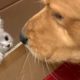 Lonely Golden Retriever Gets a Cute Kitten Friend