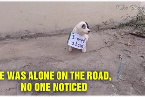Lonely Puppy Waits On Street For Someone - Who Can Take Him Home