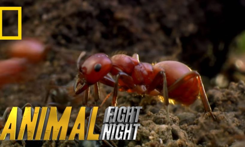 Long Live the Queen | Animal Fight Night