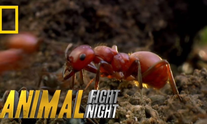 Long Live the Queen | Animal Fight Night