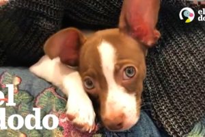 Los mejores momentos de adopción que hayas visto | El Dodo