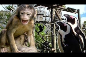 MACACOS Pinguins | Funny Monkeys Play in the Zoo and Cute Penguins - Animals TV Kids