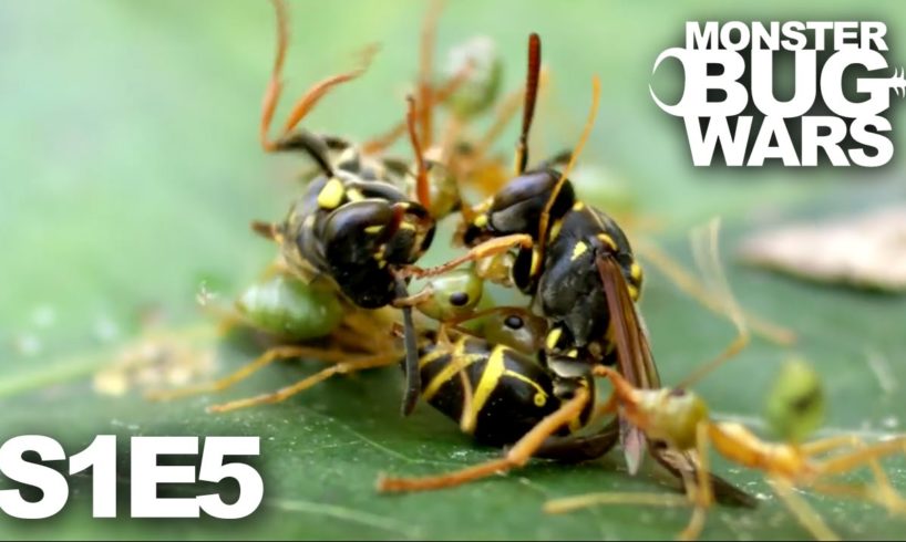 MONSTER BUG WARS | When Tribes Go To War | S1E5