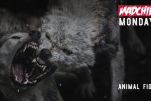 Madchild - Animal Fight (Produced by C-Lance) #MadchildMondays