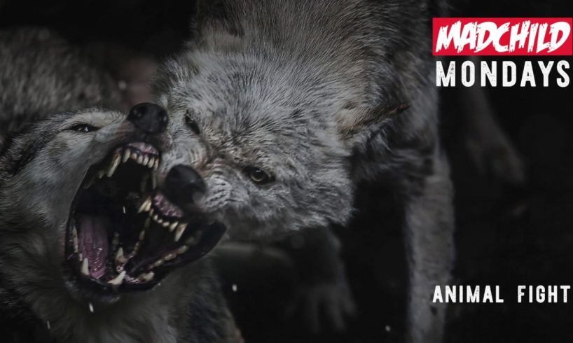 Madchild - Animal Fight (Produced by C-Lance) #MadchildMondays