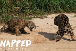 Male Jaguars Fight Hard For Territory | SNAPPED IN THE WILD