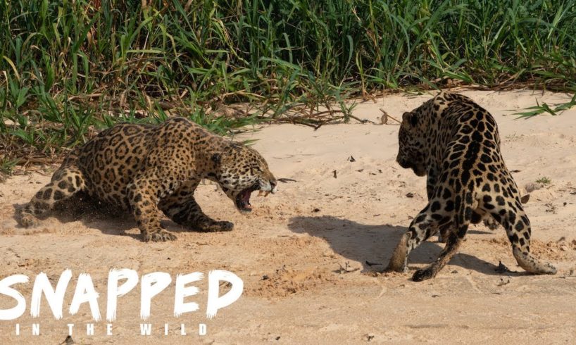 Male Jaguars Fight Hard For Territory | SNAPPED IN THE WILD