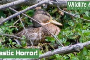 Mallard Rescued from CHOKING Rubber Band!