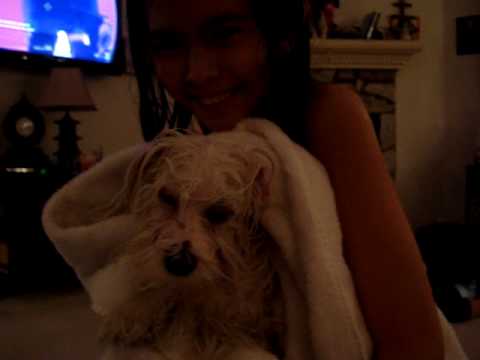 Maltese are the CUTEST puppies....EXCEPT WHEN....