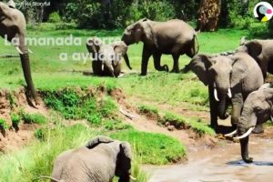Mamá elefante salva a su bebé de un salvaje río | El Dodo