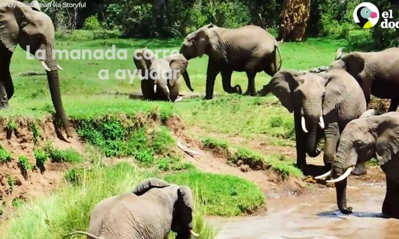 Mamá elefante salva a su bebé de un salvaje río | El Dodo