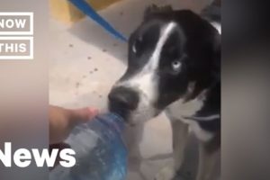 Man Saves Dog From Hot Car by Smashing Window | NowThis