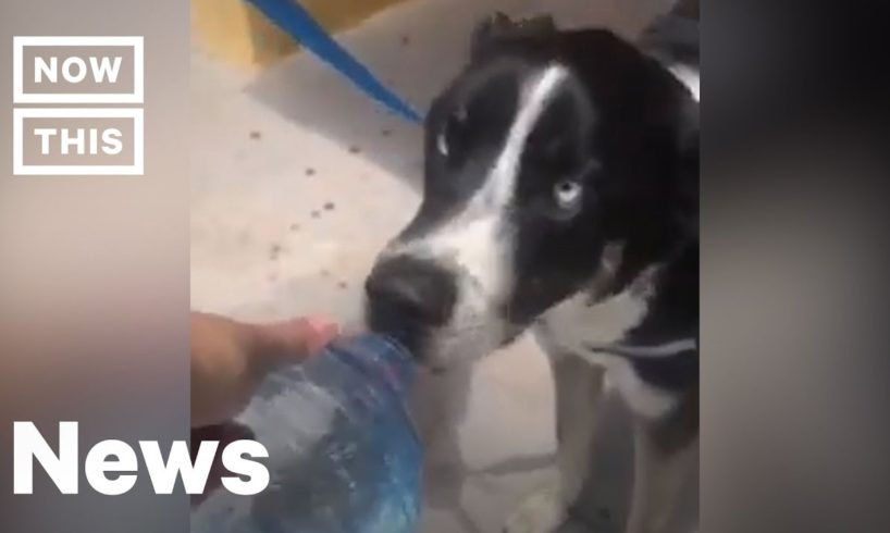 Man Saves Dog From Hot Car by Smashing Window | NowThis