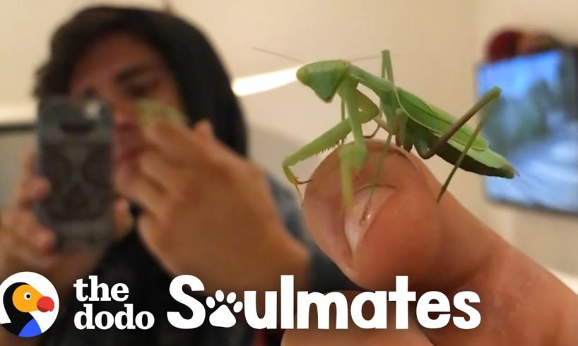 Man and Praying Mantis Become Best Friends | The Dodo Soulmates