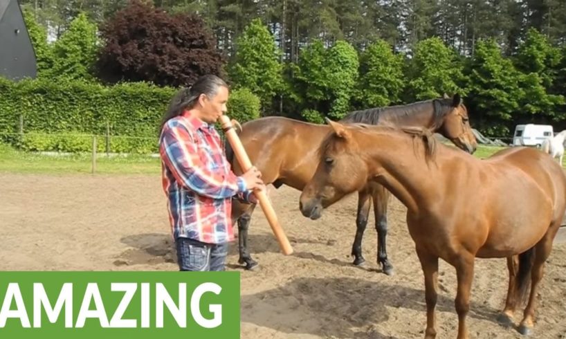 Man captivates horses with native flute