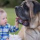 Mastiff Dogs Playing And Protecting Babies Videos Compilation 2016 - Funny Dogs and Babies