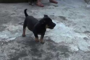 Mini Rottweiler Attack HD | Cute Puppies