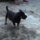 Mini Rottweiler Attack HD | Cute Puppies