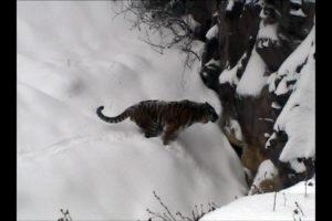 Minnesota Zoo Animals Enjoying the Snow