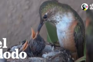 Mira como se transforman estos colibríes bebés | El Dodo