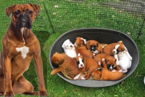 Mom Boxer dog giving birth to many cute puppies
