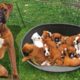Mom Boxer dog giving birth to many cute puppies