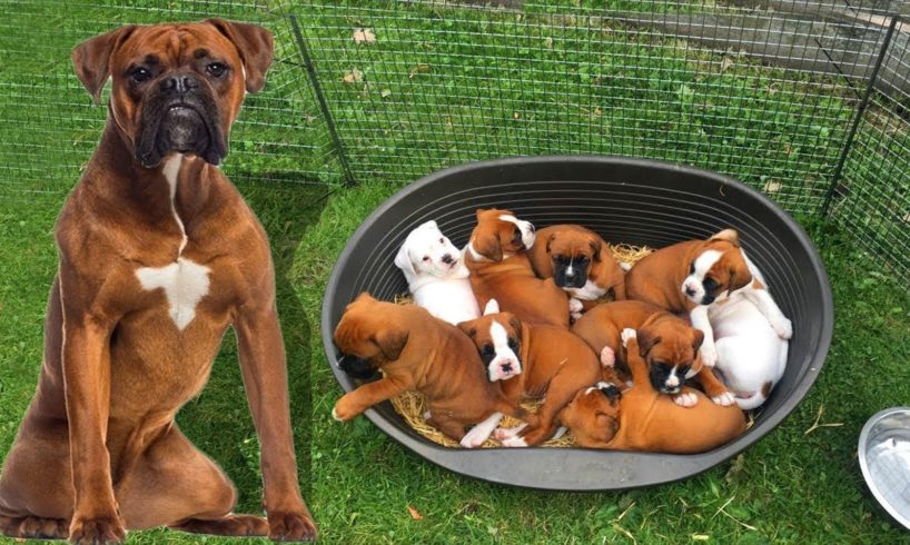 Mom Boxer dog giving birth to many cute puppies