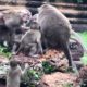 Monkey Polino Playing Too Much with Friends -Funny Animals Video | Chanvateyvlog