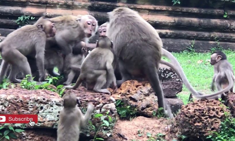 Monkey Polino Playing Too Much with Friends -Funny Animals Video | Chanvateyvlog