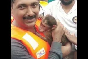 Monkey Rescued From Panchganga River Flood Kolhapur