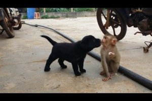 Monkeys And Puppies Care And Cuddle Each Other - So Cute