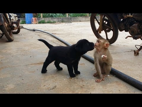 Monkeys And Puppies Care And Cuddle Each Other - So Cute