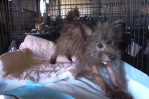 More Than 100 Animals Rescued from Arkansas Puppy Mill