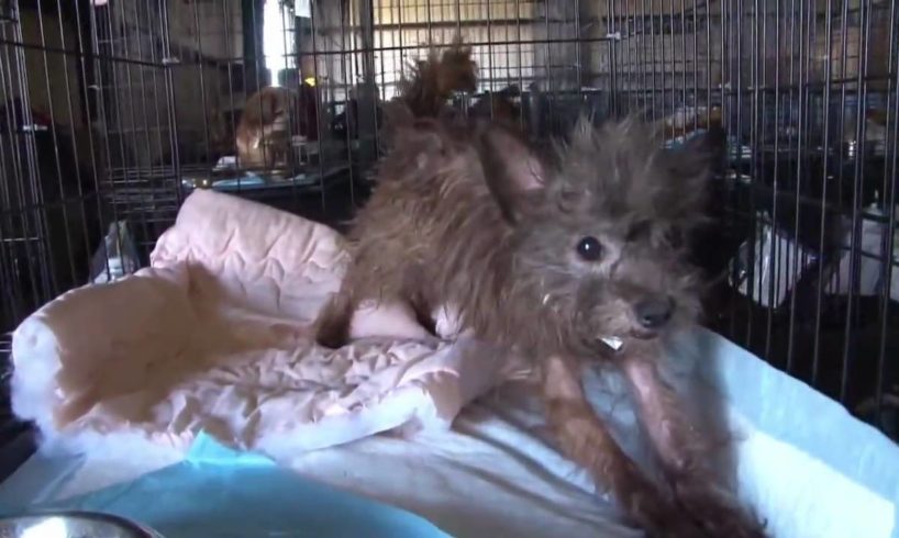 More Than 100 Animals Rescued from Arkansas Puppy Mill