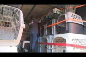 More than 200 dogs and cats rescued from Tennessee home; 33 dogs coming to Atlanta