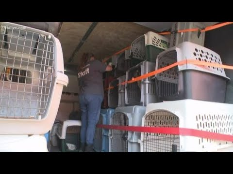 More than 200 dogs and cats rescued from Tennessee home; 33 dogs coming to Atlanta